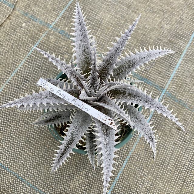 (現品) ディッキア 交配種 (No.62425) (ブロメリア Dyckia hybrid)_画像1