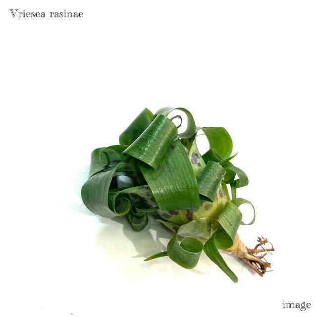フリーセア ラシナエ カット苗 (タンクブロメリア Vriesea rasinae)の画像1