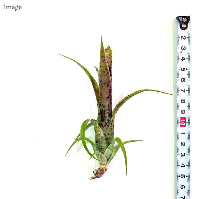 ネオレゲリア パウシフローラ カット苗 (タンクブロメリア Neoregelia pauciflora)_画像2
