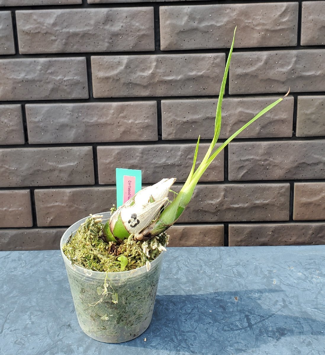 Cyrtopodium aliciae 洋蘭 原種_画像2