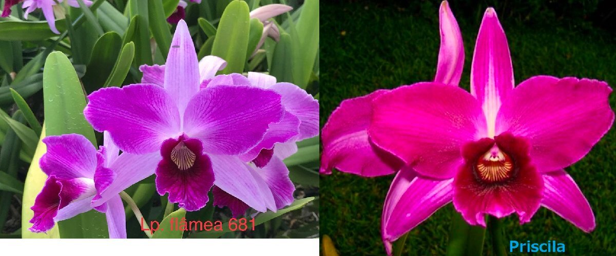 見切り品４ポットセット C. purpurata CG1740 (flamea '681' x sanguinea 'Priscila') 洋蘭 原種の画像1