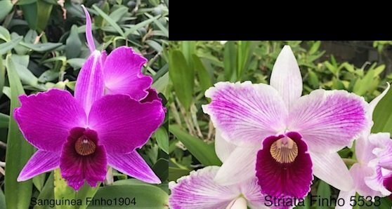 見切り品４ポットセット C. purpurata CG2031 (sanguinea 'Finho 1904' x striata 'Finho 5533') 洋蘭 原種_画像1
