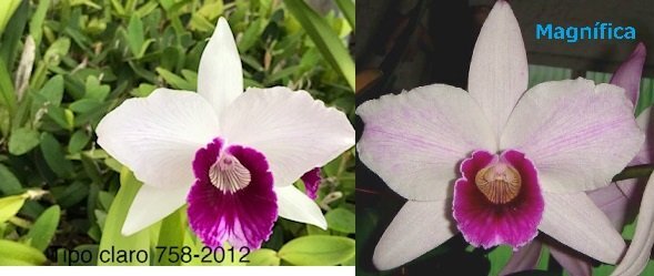 特価品３ポットセット C. purpurata CG1754 (tipo claro '758-2012' x tipo claro 'Magnifica') 洋蘭 原種_画像1