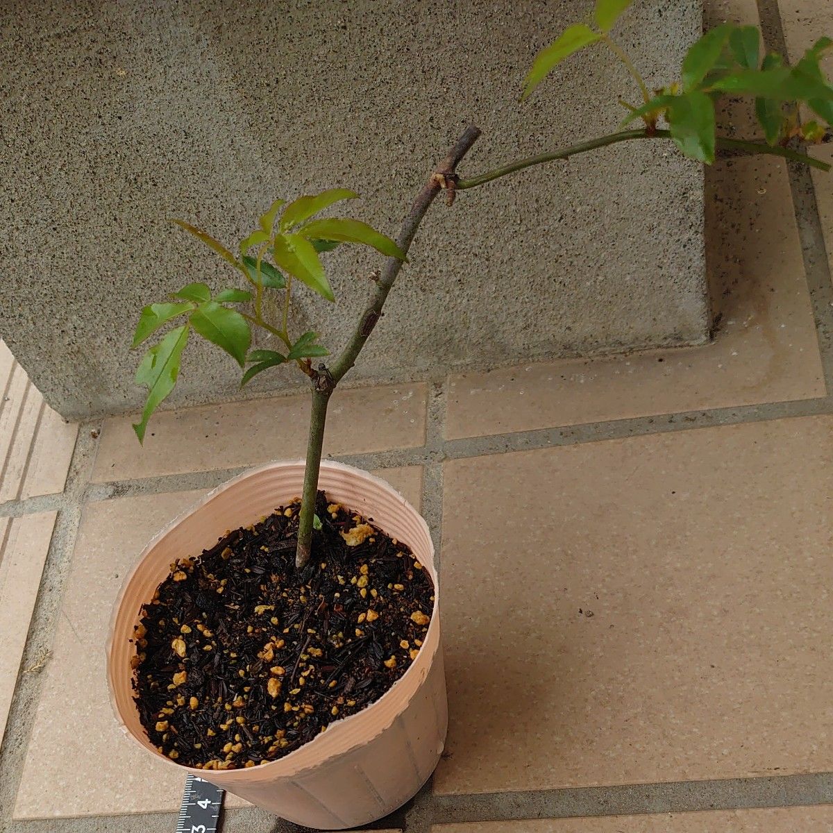 モッコウバラ　黄色花の苗木　ポットごと 小菊