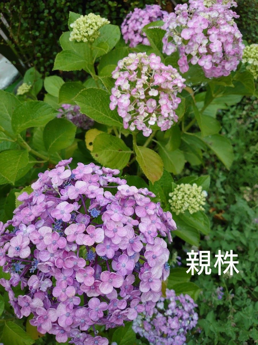紫陽花　おたふく　の苗木　ポットごと　②
