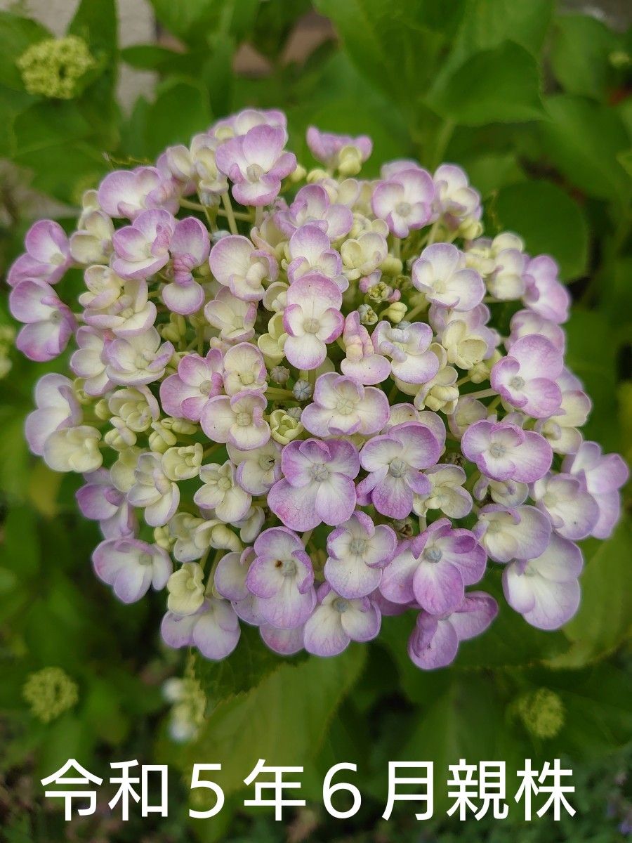 紫陽花　おたふく　の苗木　ポットごと　②