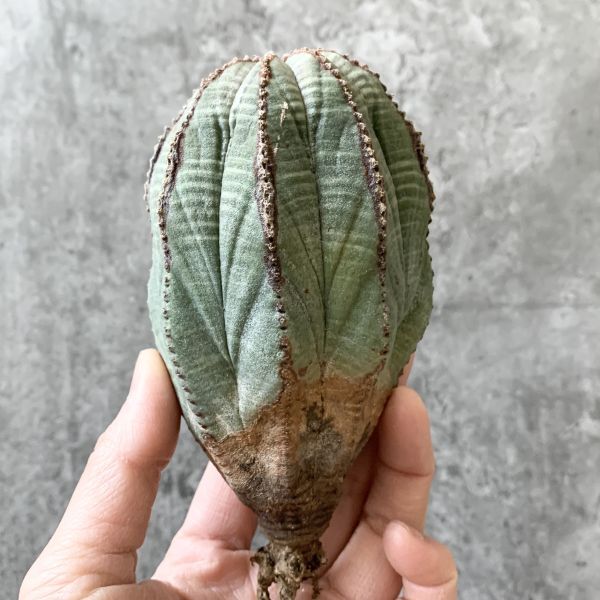 【B5286】★注目株★在庫ラスト！！【極上特選大株！！】ユーフォルビア オベサ Euphorbia obesa ( 検索 アガベ 多肉植物 )の画像1