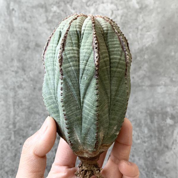 【B5286】★注目株★在庫ラスト！！【極上特選大株！！】ユーフォルビア オベサ Euphorbia obesa ( 検索 アガベ 多肉植物 )の画像2