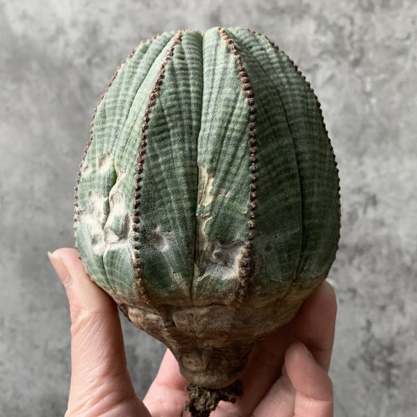 【B5375】在庫ラスト！！【極上特選大株！！】ユーフォルビア オベサ Euphorbia obesa ( 検索 アガベ 多肉植物 )の画像1