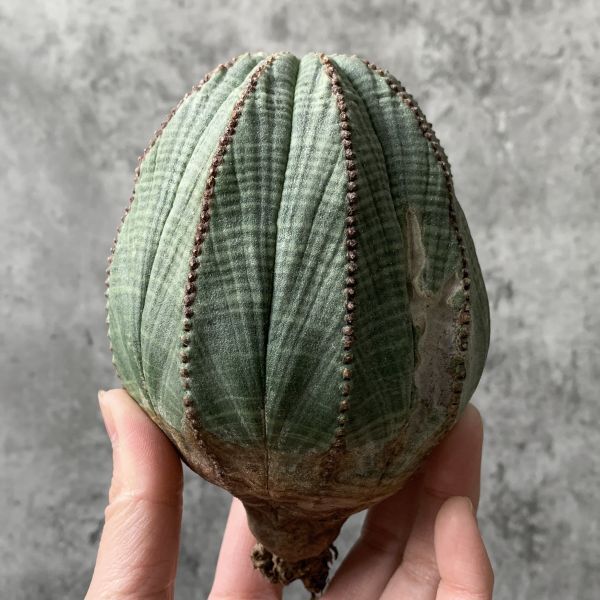 【B5375】在庫ラスト！！【極上特選大株！！】ユーフォルビア オベサ Euphorbia obesa ( 検索 アガベ 多肉植物 )の画像2