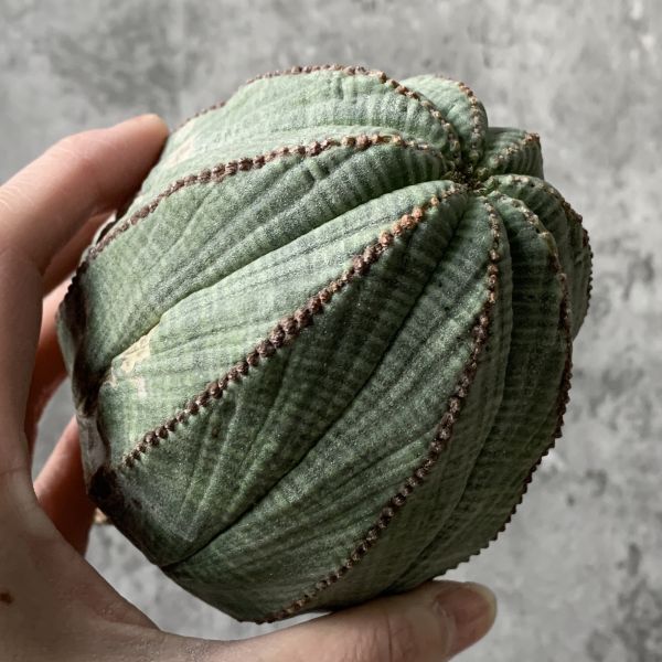 【B5375】在庫ラスト！！【極上特選大株！！】ユーフォルビア オベサ Euphorbia obesa ( 検索 アガベ 多肉植物 )の画像5