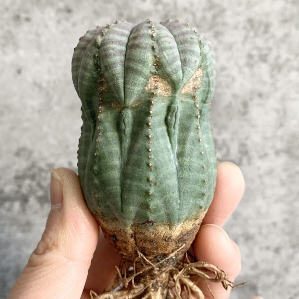 【B5095】在庫ラスト株！！【選抜株】ユーフォルビア オベサ Euphorbia obesa ( 検索 アガベ 塊根植物 多肉植物 )_画像1