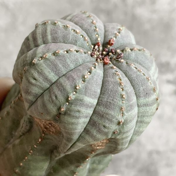 【B5095】在庫ラスト株！！【選抜株】ユーフォルビア オベサ Euphorbia obesa ( 検索 アガベ 塊根植物 多肉植物 )_画像4