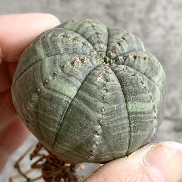 【B5101】在庫ラスト株！【選抜株】ユーフォルビア オベサ Euphorbia obesa ( 検索 アガベ 塊根植物 多肉植物 )_画像1