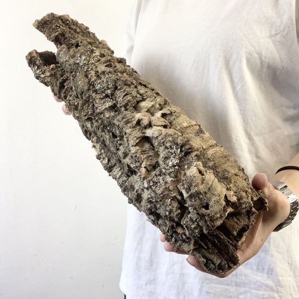 【C3653】超特大サイズ！最高品質！ キャノン型 コルク樹皮 エアプランツ チランジア コウモリラン ビカクシダ 洋蘭 爬虫類 コルクの画像2