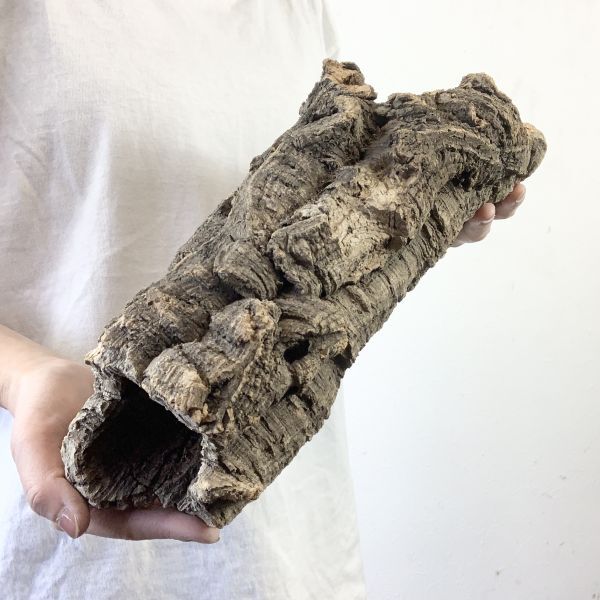 【C3657】超特大サイズ！最高品質！ キャノン型 コルク樹皮 エアプランツ チランジア コウモリラン ビカクシダ 洋蘭 爬虫類 コルクの画像3