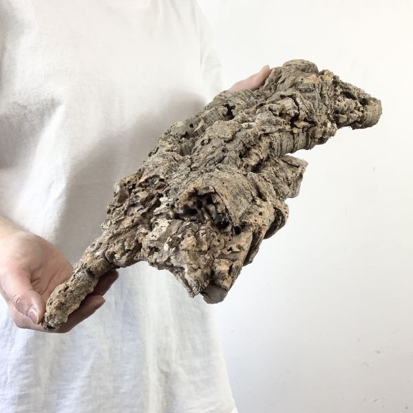 【C3675】超特大サイズ！最高品質！ コルク樹皮 エアプランツ チランジア コウモリラン ビカクシダ 洋蘭 爬虫類 コルクの画像3