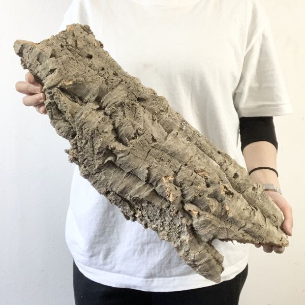 【C3678】超特大サイズ！最高品質！ コルク樹皮 エアプランツ チランジア コウモリラン ビカクシダ 洋蘭 爬虫類 コルクの画像1