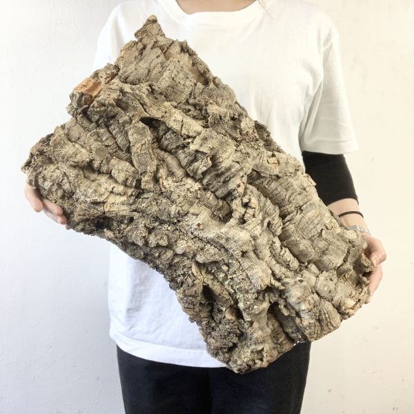 【C3684】超特大サイズ！最高品質！ コルク樹皮 エアプランツ チランジア コウモリラン ビカクシダ 洋蘭 爬虫類 コルクの画像1