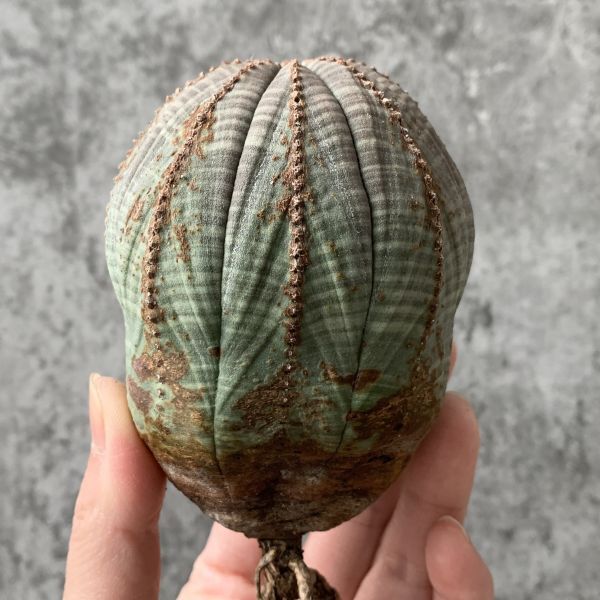 【B5410】SS級巨大8.5㎝！！【極上特選大株！！】ユーフォルビア オベサ Euphorbia obesa ( 検索 アガベ 多肉植物 )_画像2