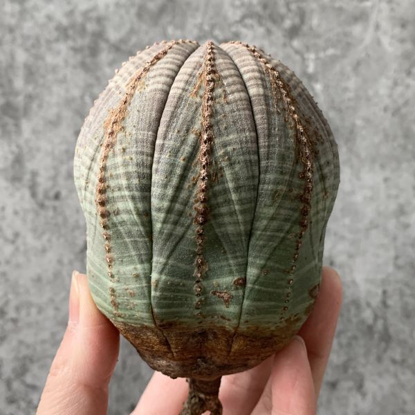 【B5410】SS級巨大8.5㎝！！【極上特選大株！！】ユーフォルビア オベサ Euphorbia obesa ( 検索 アガベ 多肉植物 )_画像1