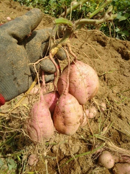 【本場】安納芋 紅プチサイズ 5キロ【種子島産】の画像9