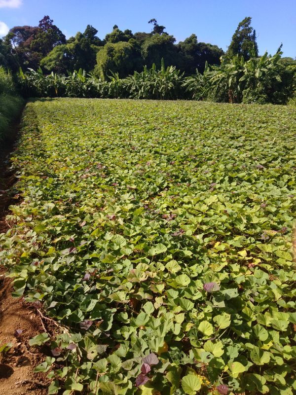 【本場】安納芋 紅プチサイズ　5キロ【種子島産】_画像8