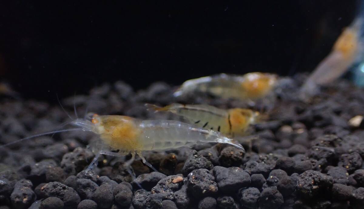 【hizashi-shrimp】A2*金目遺伝子５匹（ゴールデンアイ） ≪メス個体入り☆若個体≫ の画像4