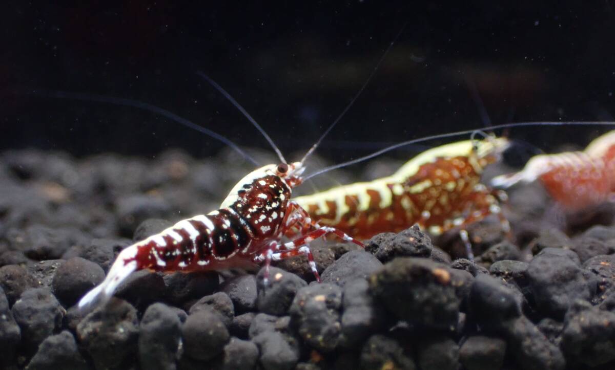 [hizashi-shrimp]B5* красный Galaxy 3 шт { высококлассный Class ..* самка 2 самец 1 Trio } *GW аквариум отвечающий . план *1ko Insta -to