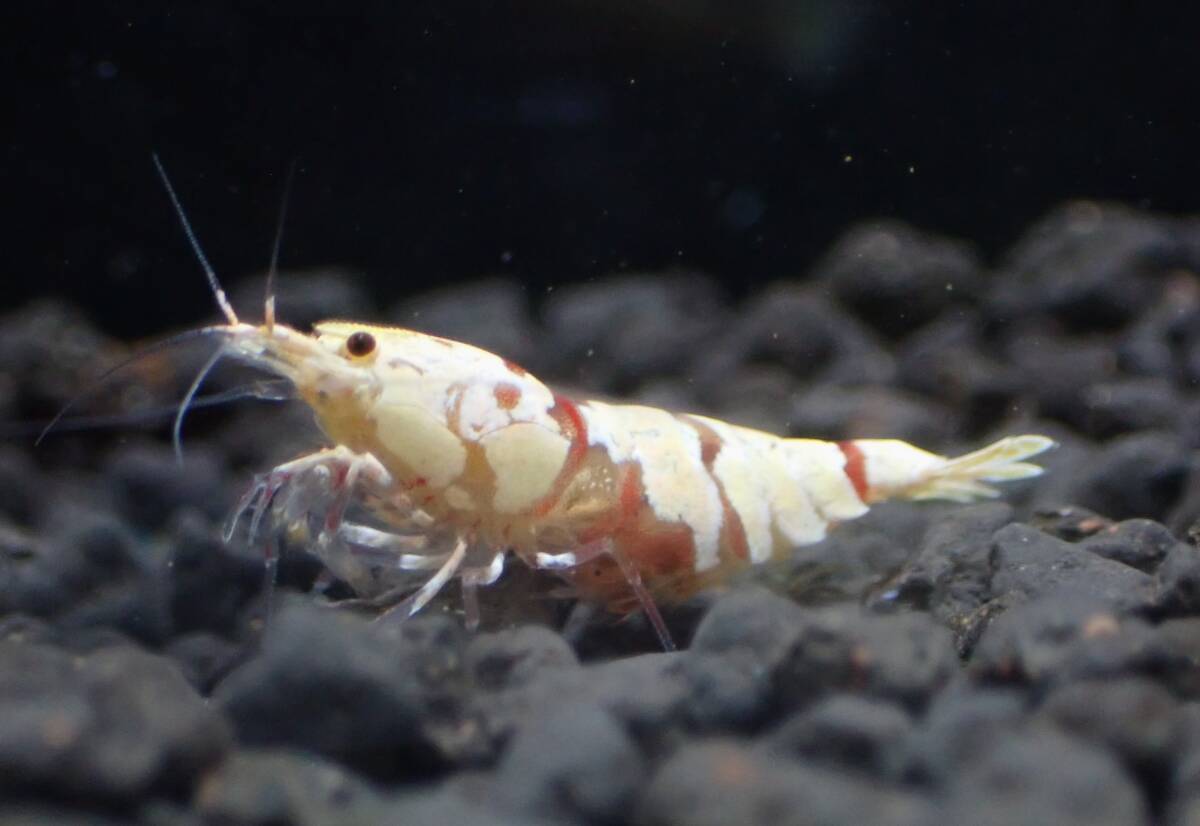 【hizashi-shrimp】B3*レッドファンシータイガー若個体２匹（抱卵雌１＆雄１）　＊GWアクアリウム応援企画☆１コインスタート＊　_画像3
