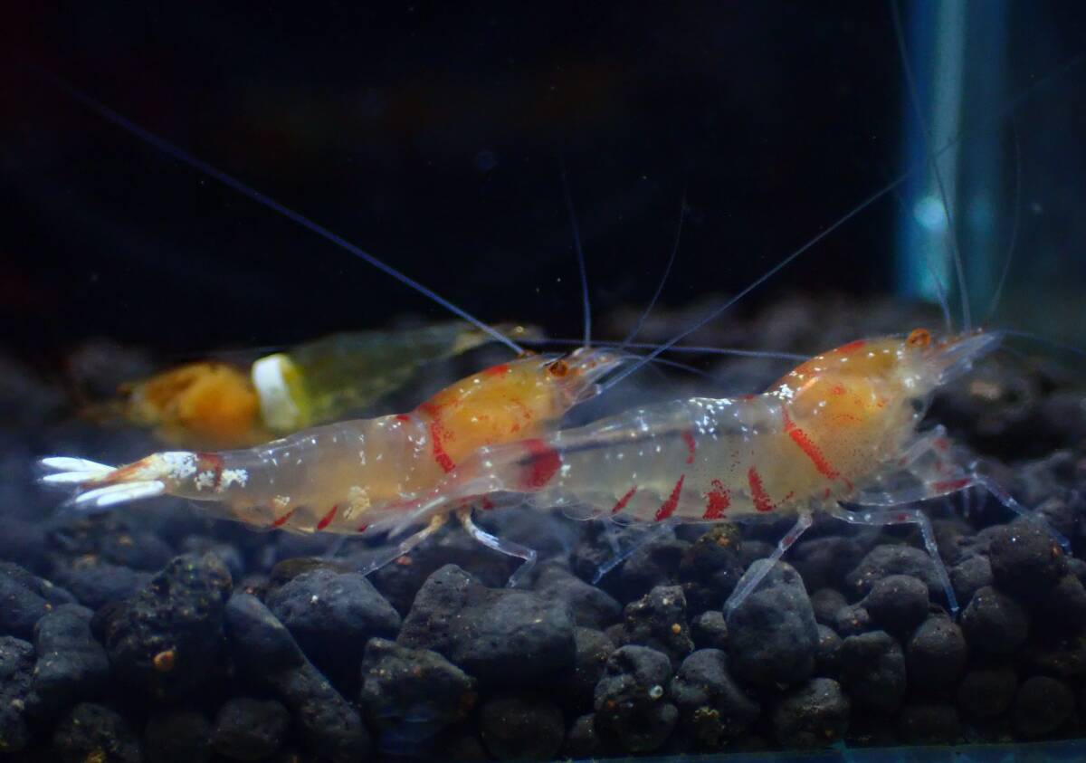 【hizashi-shrimp】C3*ゴールデンアイ５匹（希少☆ホワイトバンド個体入り☆白遺伝子血統）＊GWアクアリウム応援企画☆１コインスタート＊の画像1