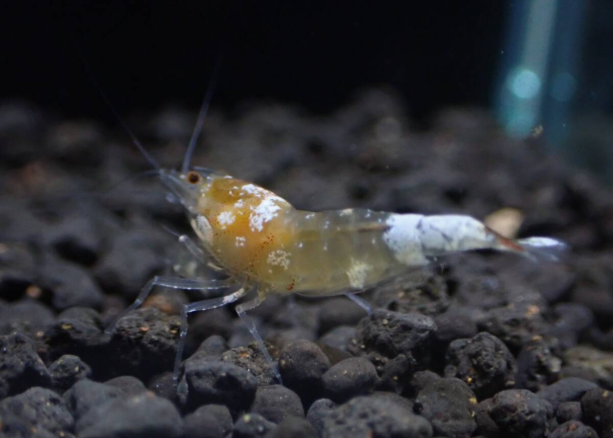 【hizashi-shrimp】A2*金目遺伝子５匹（ゴールデンアイ） ≪メス個体入り☆若個体≫ の画像1