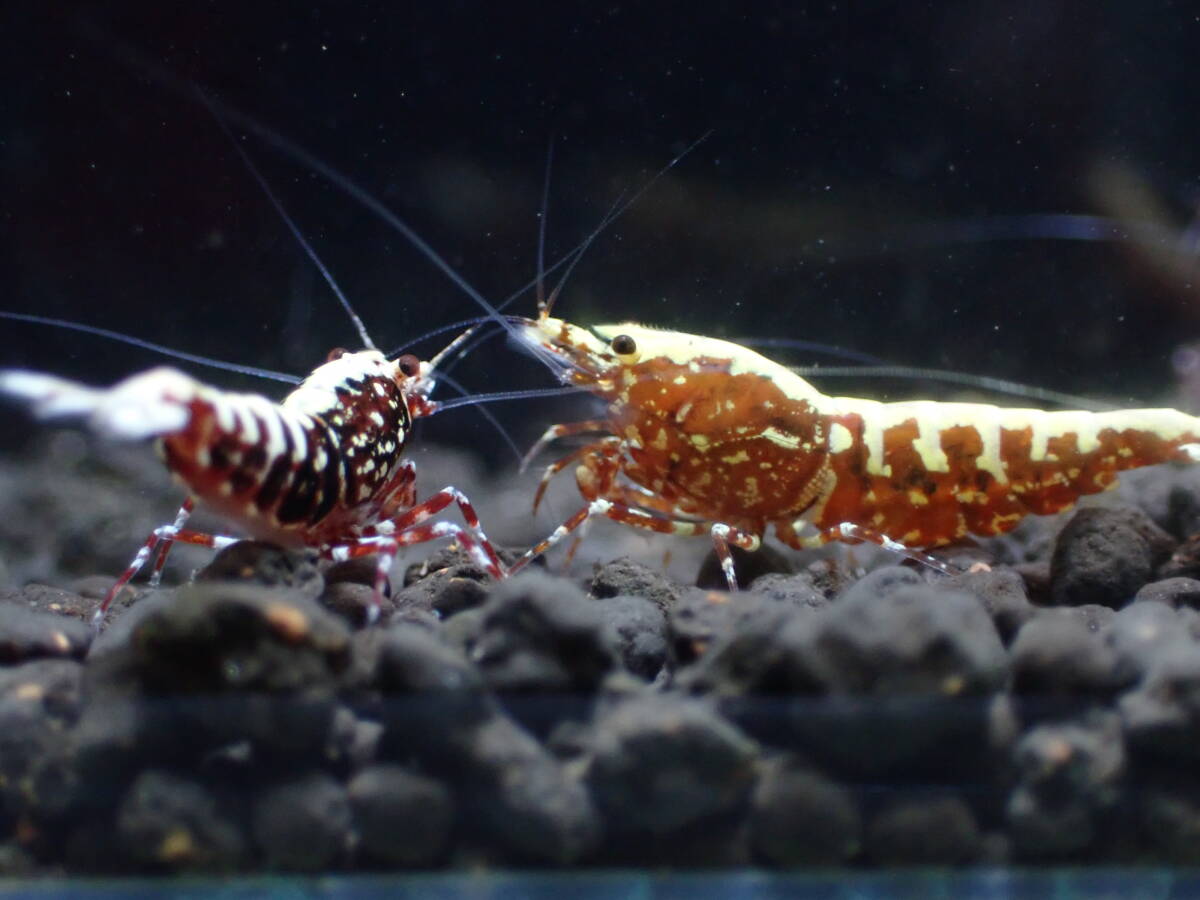 [hizashi-shrimp]B5* красный Galaxy 3 шт { высококлассный Class ..* самка 2 самец 1 Trio } *GW аквариум отвечающий . план *1ko Insta -to