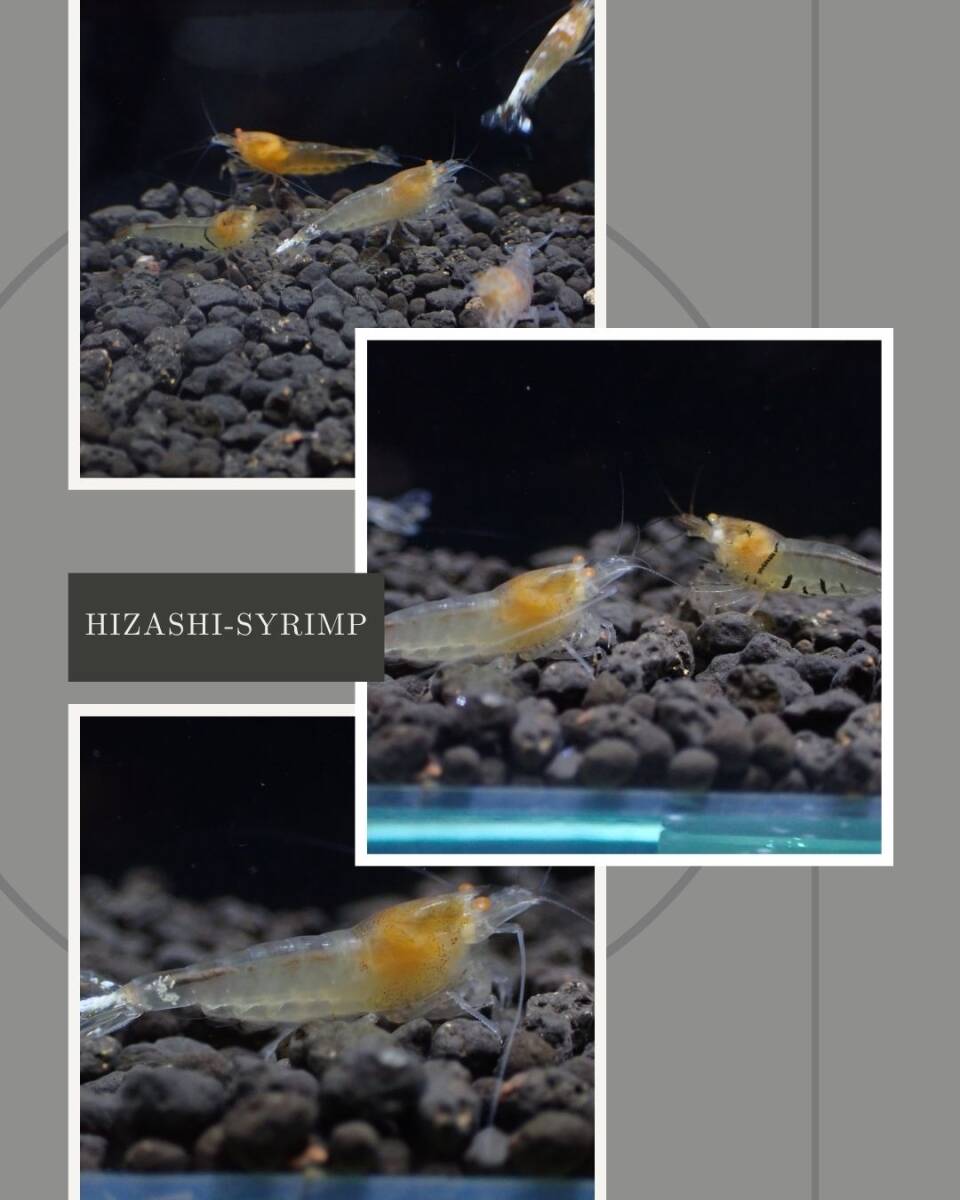 【hizashi-shrimp】A2*金目遺伝子５匹（ゴールデンアイ） ≪メス個体入り☆若個体≫ の画像5