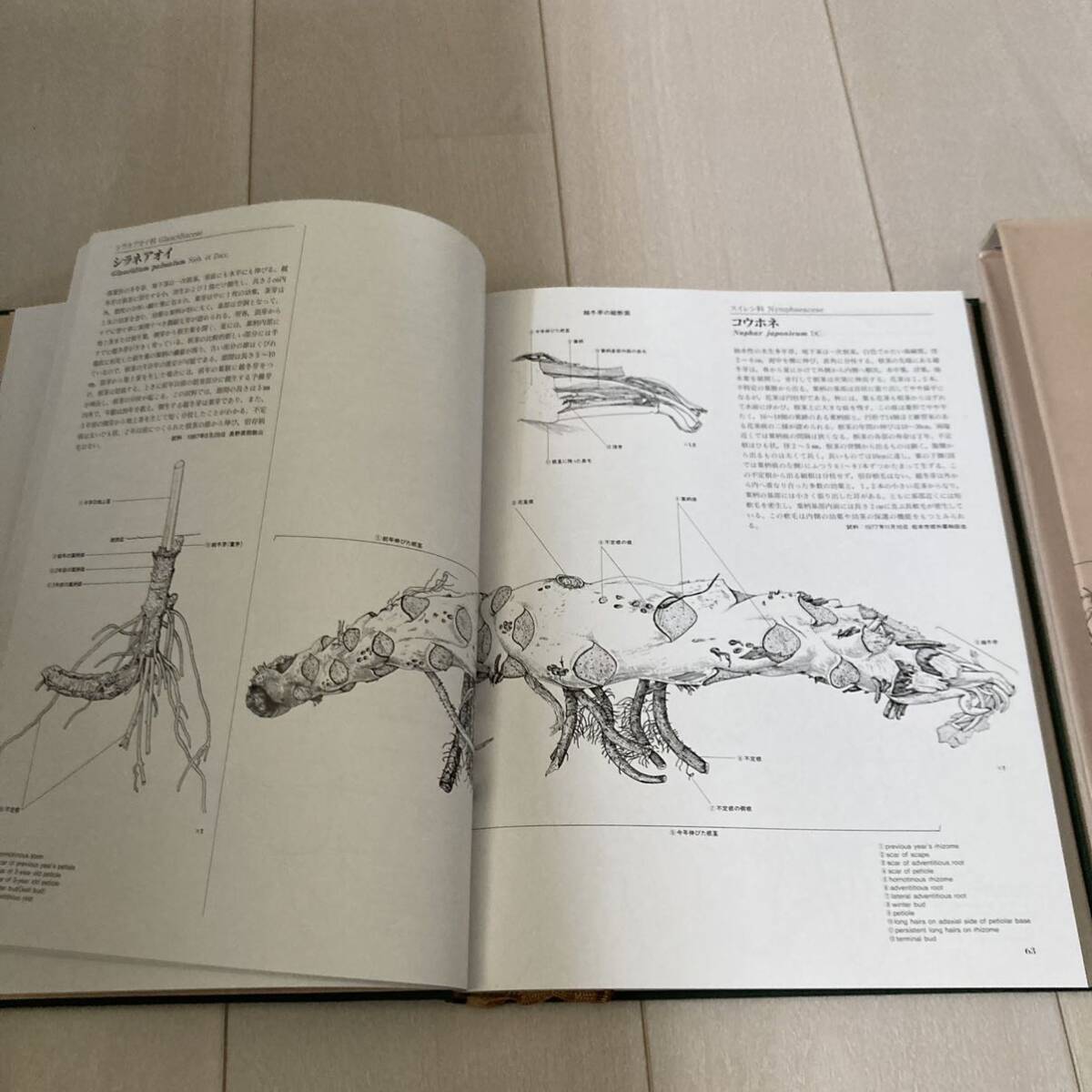 L 1995年初版発行 「日本草本植物根系図説」の画像5