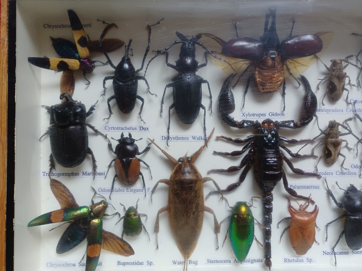 ◆ 昆虫標本 木箱入り ◆カブト虫/かぶとむし/色々な昆虫/ガラスケース/ 昆虫/いきもの大図鑑_画像3