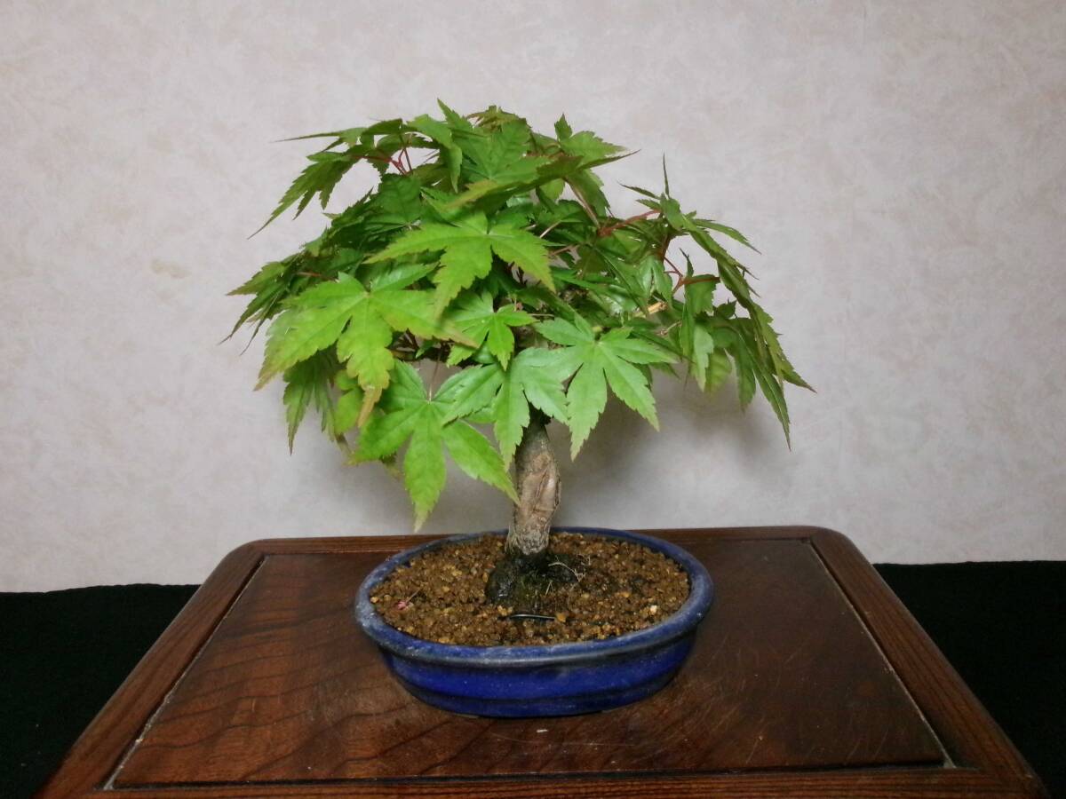  old tree feeling on . mountain maple yamamomiji root trim is good underfoot manner . exist light pattern tailoring bring-your-own. shohin bonsai height of tree 22 centimeter ( ground . from 18 centimeter )