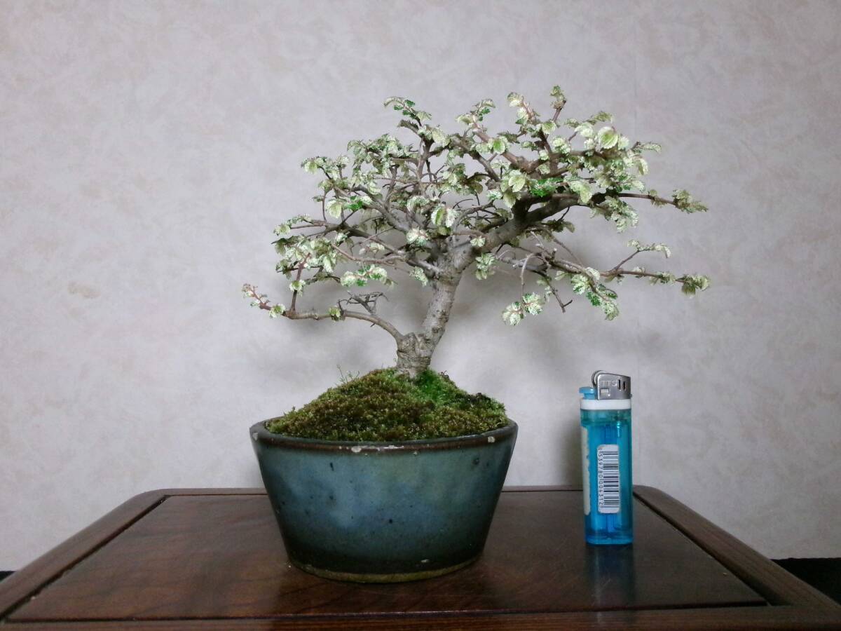  super rare rare article exhibition *.. also . entering elm zelkova . entering nirekeyaki manner . exist pattern tree bring-your-own. shohin bonsai height of tree 20 centimeter ( ground . from 13.) circle pot 