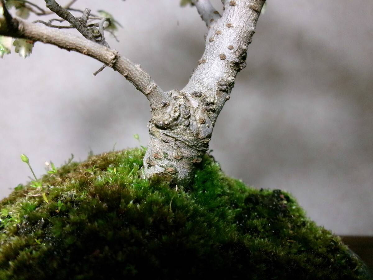  super rare rare article exhibition *.. also . entering elm zelkova . entering nirekeyaki manner . exist pattern tree bring-your-own. shohin bonsai height of tree 20 centimeter ( ground . from 13.) circle pot 