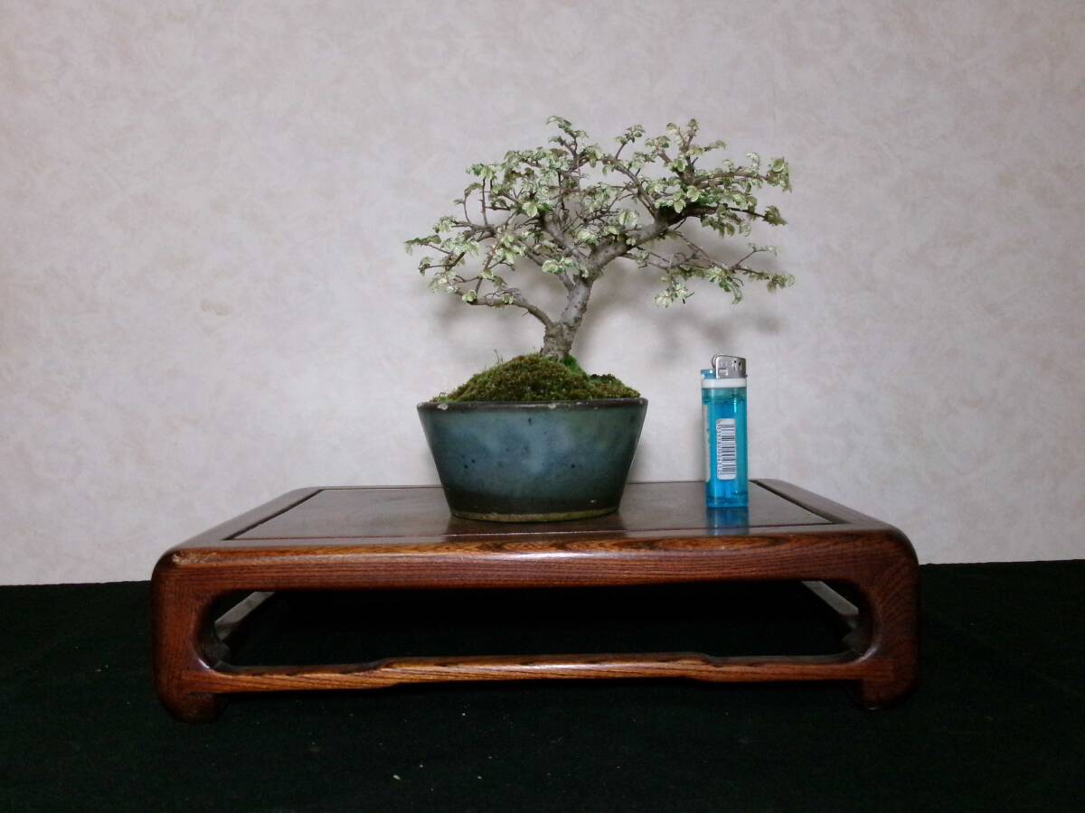  super rare rare article exhibition *.. also . entering elm zelkova . entering nirekeyaki manner . exist pattern tree bring-your-own. shohin bonsai height of tree 20 centimeter ( ground . from 13.) circle pot 