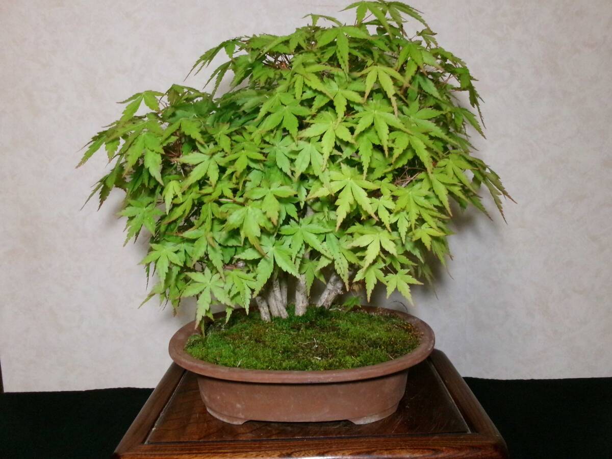  old tree feeling on . mountain maple yamamomiji manner . exist .... tailoring 8. bring-your-own. middle goods (. manner ) bonsai height of tree 37 centimeter ( ground . from 30 centimeter )