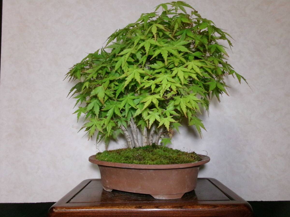  old tree feeling on . mountain maple yamamomiji manner . exist .... tailoring 8. bring-your-own. middle goods (. manner ) bonsai height of tree 37 centimeter ( ground . from 30 centimeter )