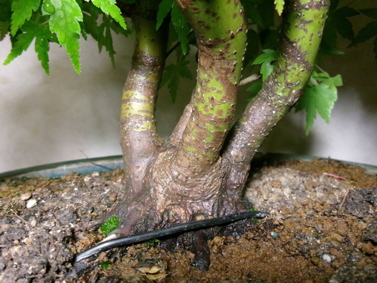  rare old tree feeling on . mountain maple yamamomiji root trim is good underfoot manner . exist stock .. tailoring writing person style 4. bring-your-own. middle goods bonsai height of tree 55 centimeter 