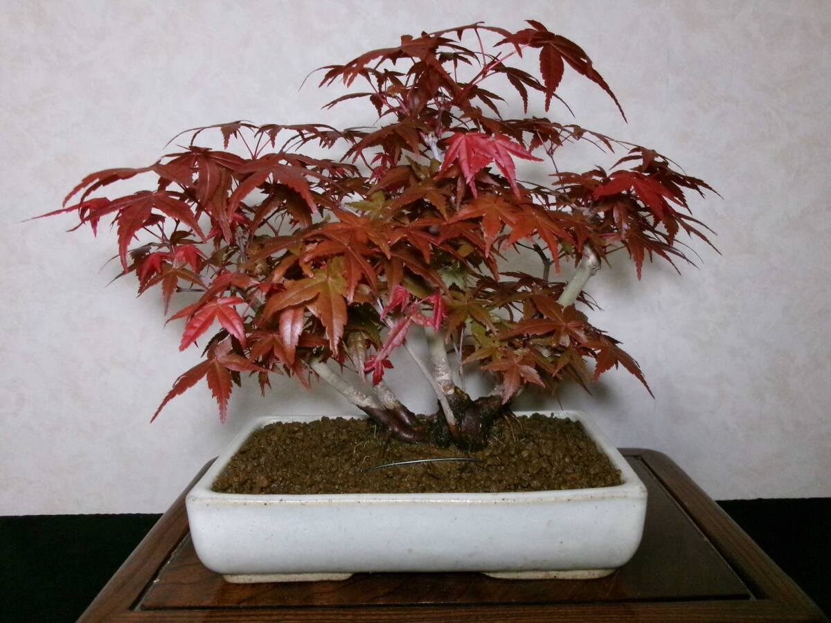  super rare old tree feeling on . exhibition also beautiful ... popular goods kind ... maple manner . exist stock .. tailoring 7. bring-your-own. shohin bonsai height of tree 25 centimeter ( ground . from 20.)