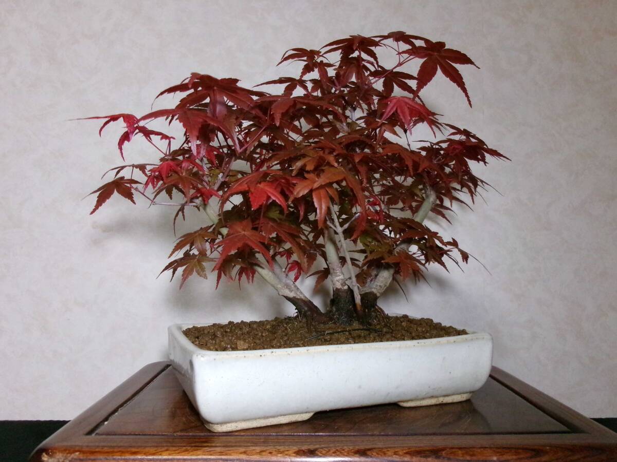  super rare old tree feeling on . exhibition also beautiful ... popular goods kind ... maple manner . exist stock .. tailoring 7. bring-your-own. shohin bonsai height of tree 25 centimeter ( ground . from 20.)