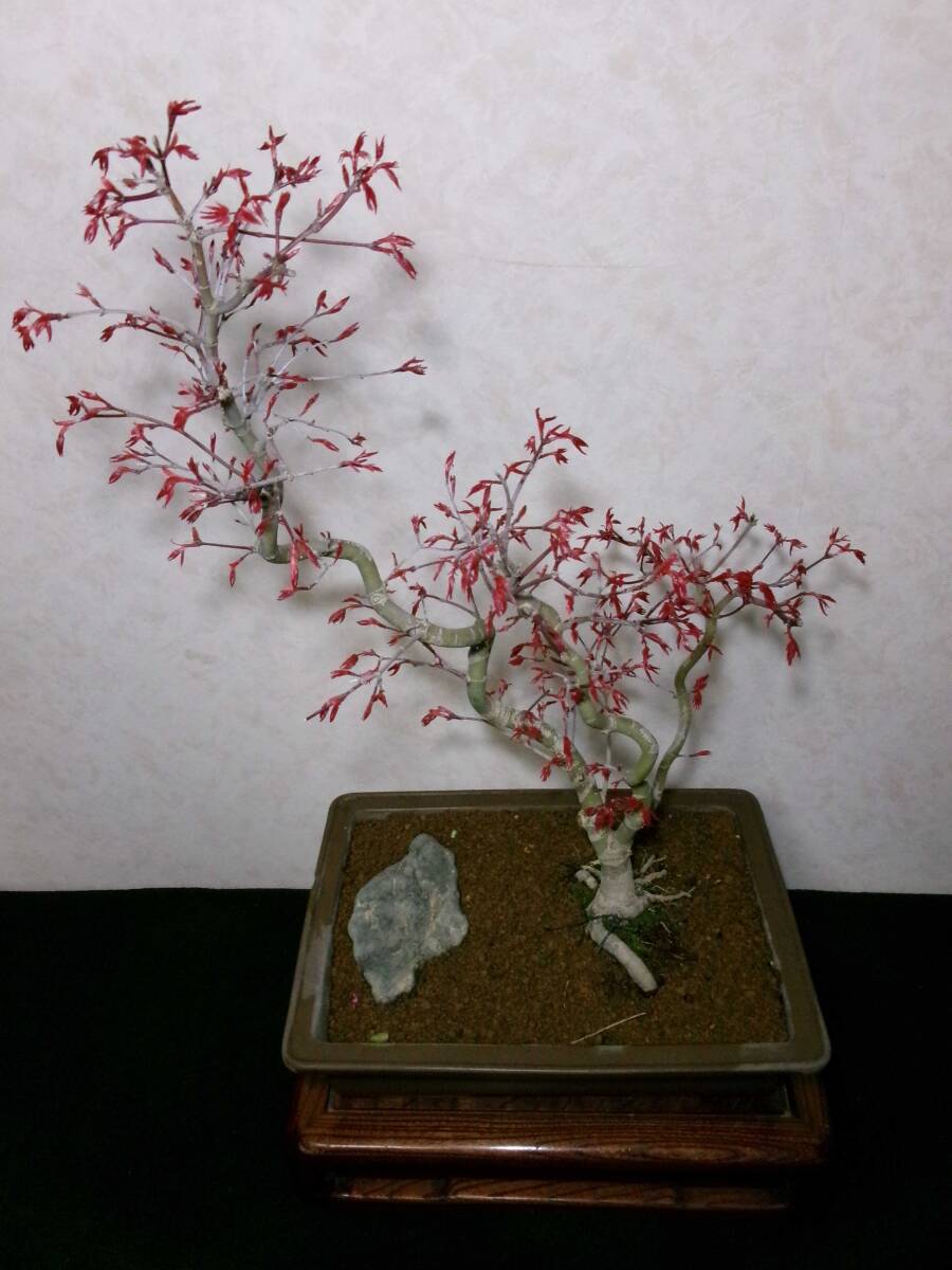  rare beautiful ... popular goods kind old tree feeling on .... maple teshoujou manner . exist writing person style. blow . sink tailoring bring-your-own. middle goods bonsai height of tree 56 centimeter 