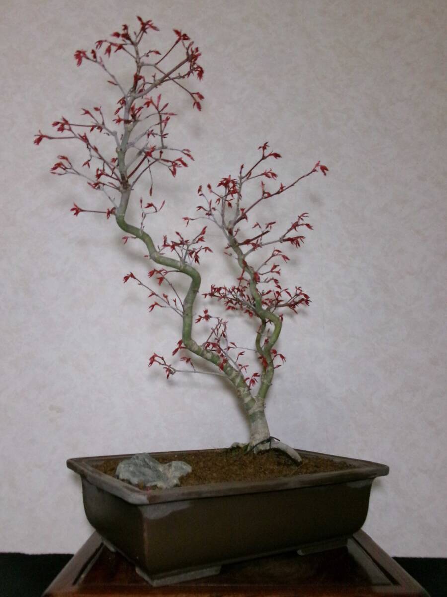  rare beautiful ... popular goods kind old tree feeling on .... maple teshoujou manner . exist writing person style. blow . sink tailoring bring-your-own. middle goods bonsai height of tree 56 centimeter 