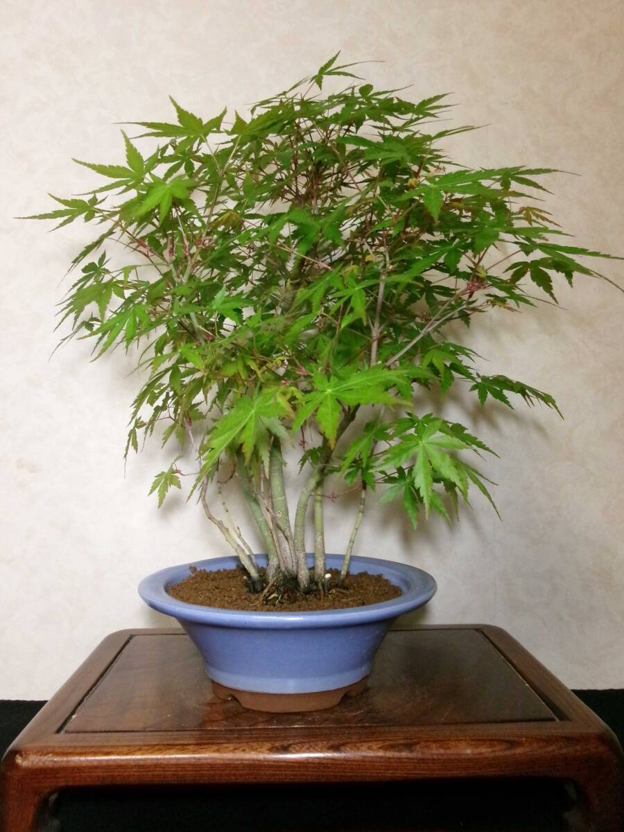  rare old tree feeling on . manner . eminent mountain maple yamamomiji manner . exist stock .. tailoring ..8~10. degree bring-your-own. middle goods (. manner ) bonsai height of tree 43cm( ground . from 37.)