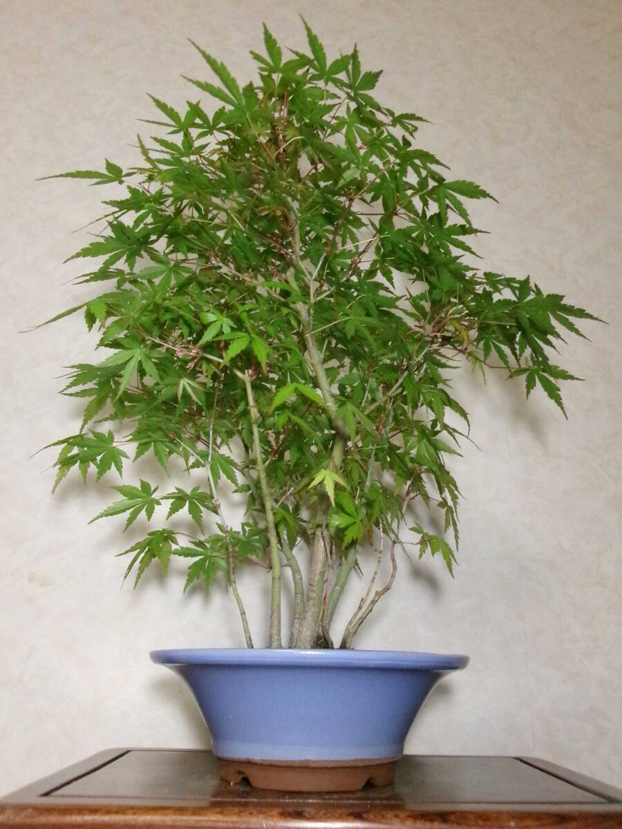  rare old tree feeling on . manner . eminent mountain maple yamamomiji manner . exist stock .. tailoring ..8~10. degree bring-your-own. middle goods (. manner ) bonsai height of tree 43cm( ground . from 37.)