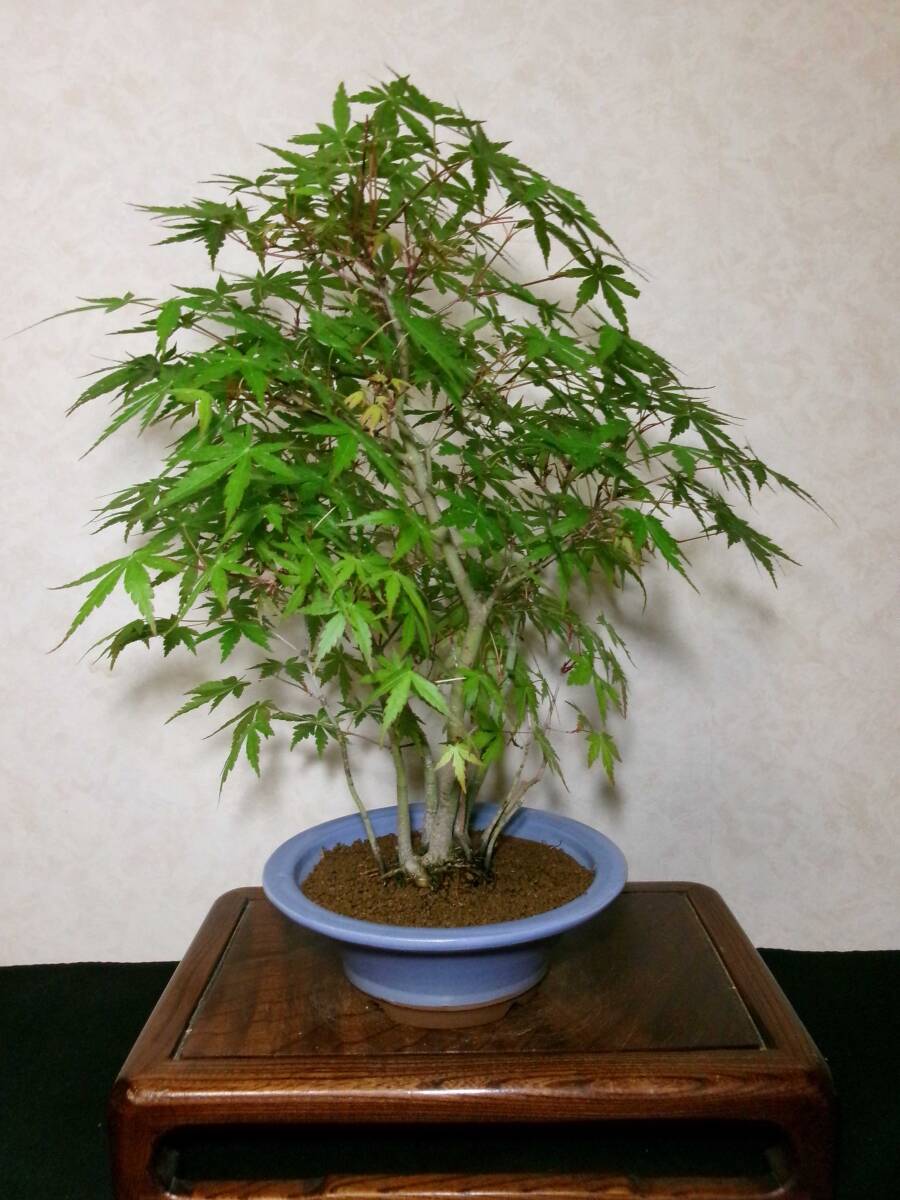  rare old tree feeling on . manner . eminent mountain maple yamamomiji manner . exist stock .. tailoring ..8~10. degree bring-your-own. middle goods (. manner ) bonsai height of tree 43cm( ground . from 37.)